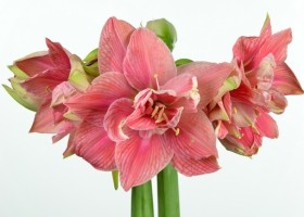 hippeastrum Swenym (1)